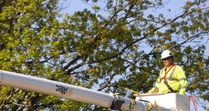 Baumpflegearbeiten. Foto: Symbolbild