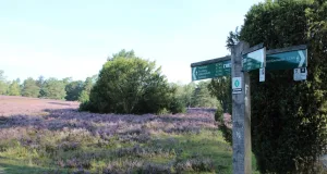 Die Heideschleife Büsenbachtal ist als Deutschlands schönster Wanderweg nominiert – und hofft auf viele Voten. Foto: Landkreis Harburg
