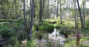 Die Feenteiche im Büsenbachtal: Ein naturnahes Biotop und wichtiger Lebensraum für Amphibien und andere heimische Arten. Foto: Landkreis Harburg