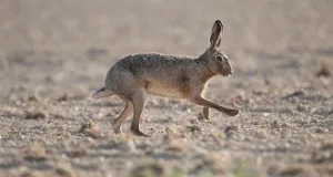 Hase. Foto: Symbolbild