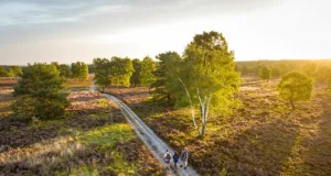 Der Heidschnuckenweg ist bei Wanderern aus ganz Deutschland beliebt – und hat sich mit der Heideschleife Büsenbachtal den 2. Platz im Wettbewerb um die schönsten Wanderwege gesichert. Foto: Lüneburger Heide GmbH