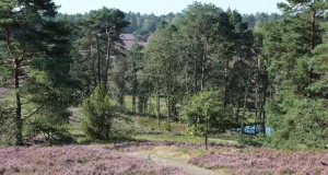 Ein Naturidyll aus dem Bilderbuch: Das Büsenbachtal ist beliebt. Eine neue ausgeschilderte Route führt jetzt vom Bahnhof Sprötze in das Gebiet. Foto: Landkreis Harburg