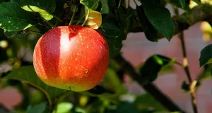Reife Äpfel und Birnen warten auf hungrige Besucher. Foto: Symbolbild