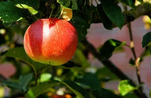 Reife Äpfel und Birnen warten auf hungrige Besucher. Foto: Symbolbild