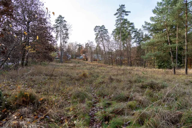 Auf 7,8 Hektar Waldfläche wie hier neben dem Hackelersberg wollte die CDU ein Wohngebiet mit Einzel- und Doppelhäusern entwickeln. Foto: JOTO