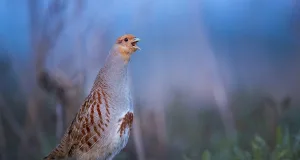 Das Rebhuhn ist Vogel des Jahres. Foto: Hermann Hirsch