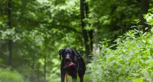 Hund im Wald. Foto: Symbolbild