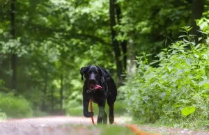 Hund im Wald. Foto: Symbolbild