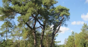 Die markante Kiefer an der Kreisstraße 72 zwischen Sprötze und Holm-Seppensen ist nicht mehr standsicher und muss entfernt werden. Foto: Landkreis Harburg