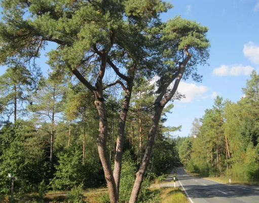 Die markante Kiefer an der Kreisstraße 72 zwischen Sprötze und Holm-Seppensen ist nicht mehr standsicher und muss entfernt werden. Foto: Landkreis Harburg