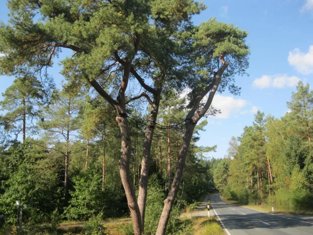 Die markante Kiefer an der Kreisstraße 72 zwischen Sprötze und Holm-Seppensen ist nicht mehr standsicher und muss entfernt werden. Foto: Landkreis Harburg