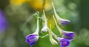 Der charakteristische Sporn des Feldrittersporns bildet sich aus dem obersten Kelchblatt. Foto: Hermann Timmann