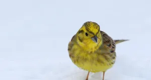 Goldammer im Schnee. Foto: Frank Derer