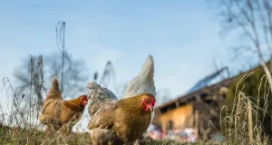 Ab Freitag darf Geflügel im Landkreis Harburg wieder im Freien gehalten werden.