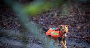 Jagdhund im Einsatz, der das Wild in Bewegung bringen soll. Foto: Niedersächsische Landesforsten
