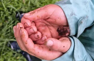 Eine junge Kröte wurde im Gras gefunden. Foto: Bischoff